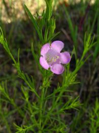 Agalinis aspera
